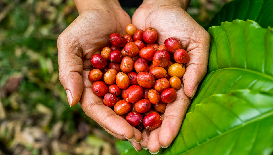 Ripe Kona coffee berries on a coffee farm